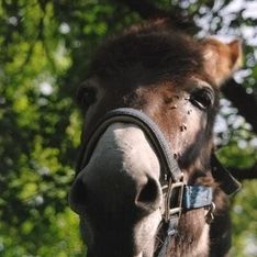 Ein Esel in Nahaufnahme vor einem Baum im Hintergrund