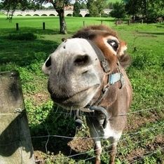 Ein Esel in Nahaufnahme vor einem Baum im Hintergrund