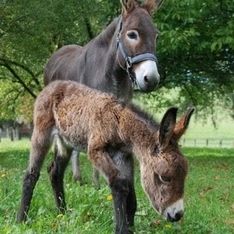 Zwei Esel auf einer grünen Wiese